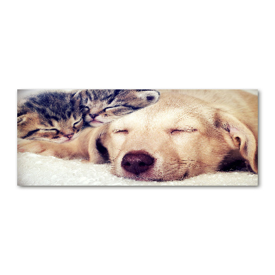 Foto in plexiglas Puppy's en katten