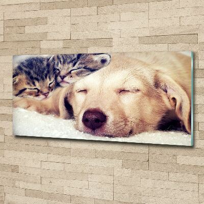 Foto in plexiglas Puppy's en katten