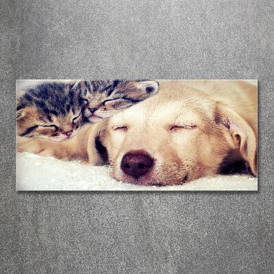 Foto in plexiglas Puppy's en katten