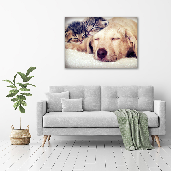 Foto in plexiglas Puppy's en katten