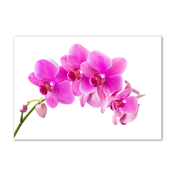 Plexiglas foto Roze orchidee