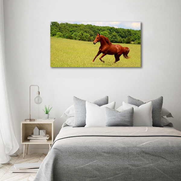 Schilderij op acrylglas Een paard in de wei