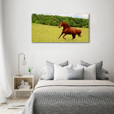 Schilderij op acrylglas Een paard in de wei