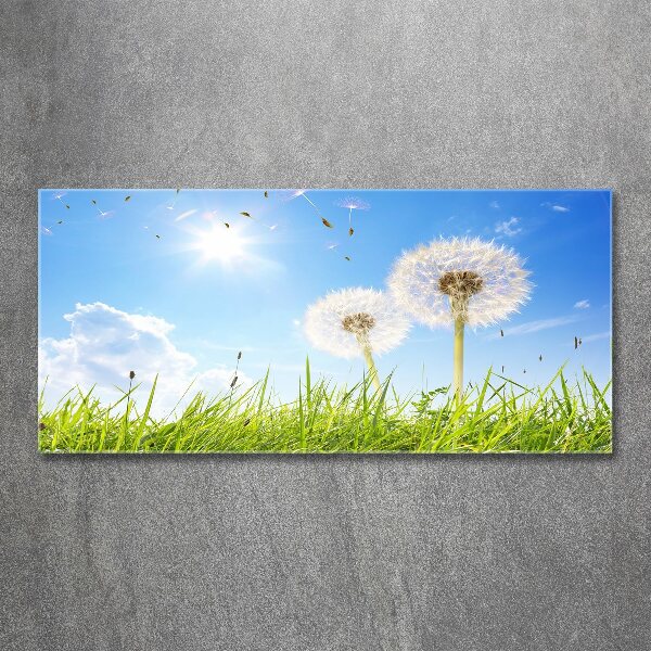 Foto in plexiglas Paardenbloemen