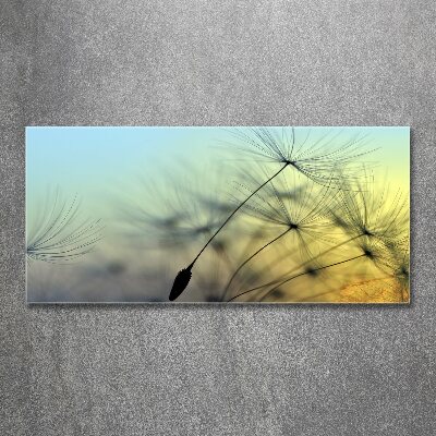 Plexiglas schilderij Paardenbloemzaden