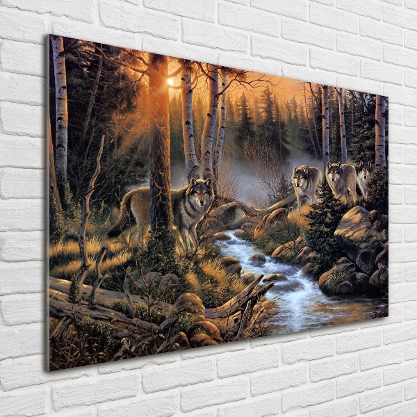 Foto op plexiglas Een roedel wolven