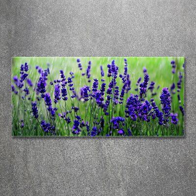 Foto in plexiglas Lavendel