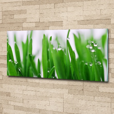 Plexiglas foto grassprieten