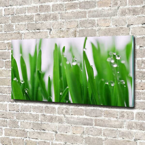 Plexiglas foto grassprieten