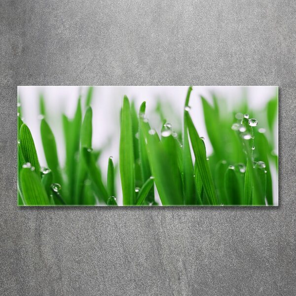 Plexiglas foto grassprieten