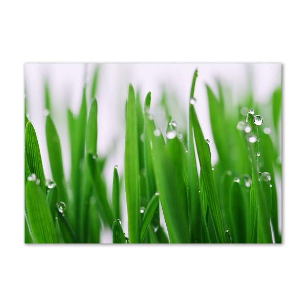 Plexiglas foto grassprieten