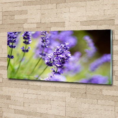Plexiglas foto Lavendel