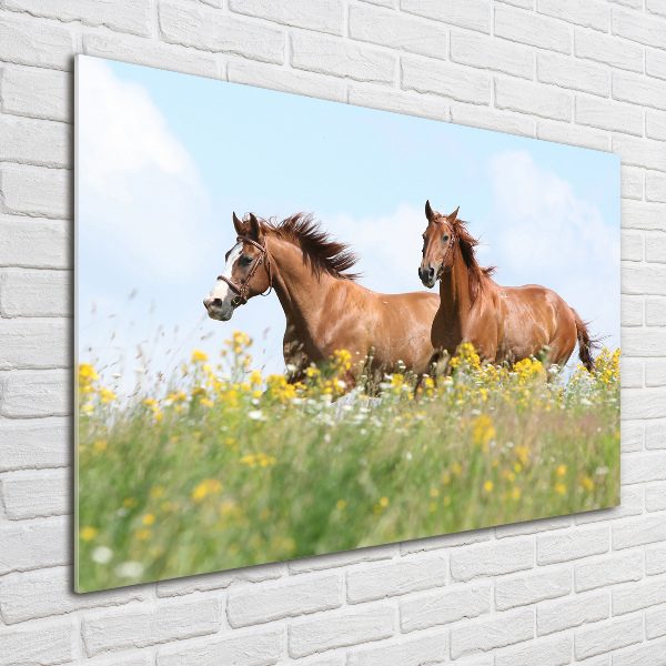 Plexiglas foto Twee paarden in galop