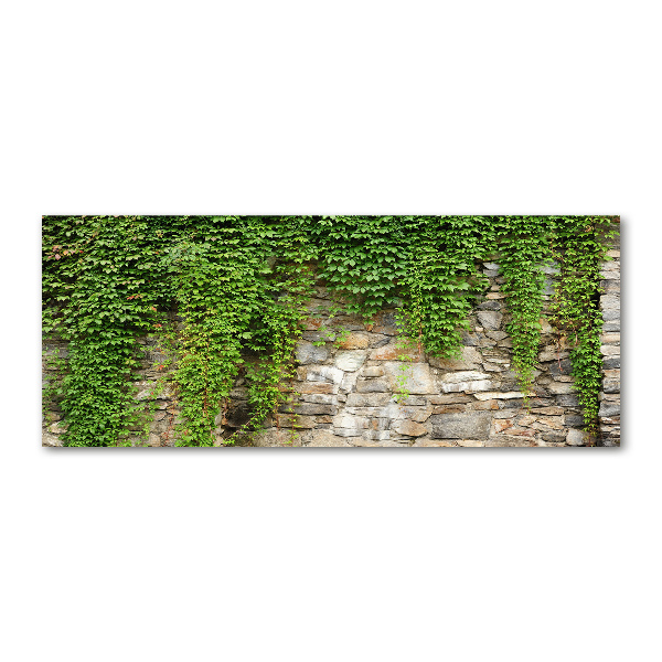 Plexiglas schilderij Groene klimop