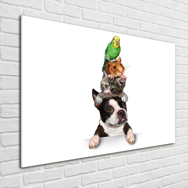 Foto in plexiglas Een groep dieren