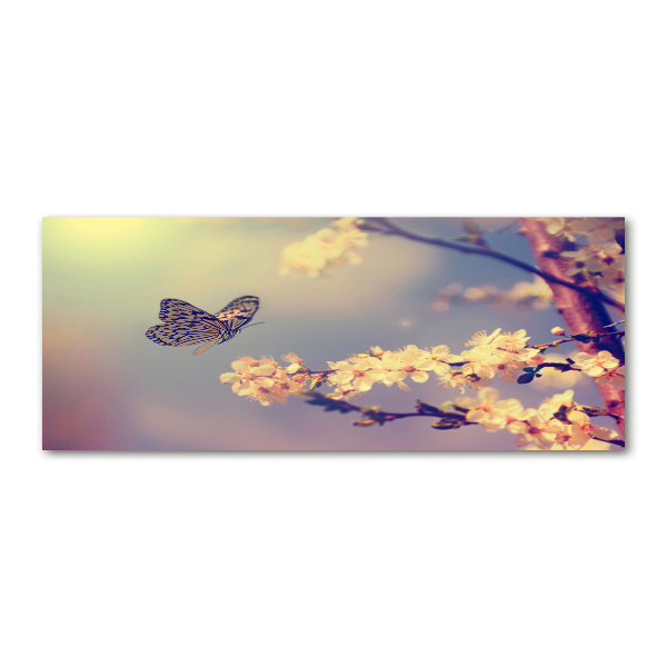 Foto op plexiglas Kersenbloesem en vlinder