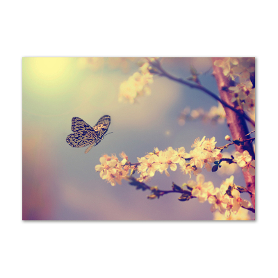 Foto op plexiglas Kersenbloesem en vlinder