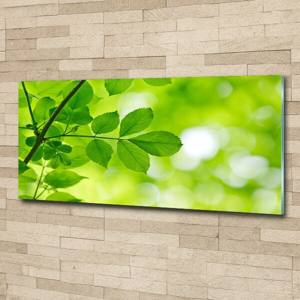 Plexiglas foto Groene bladeren