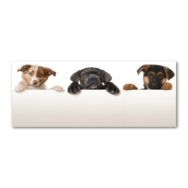 Plexiglas schilderij Drie puppy's