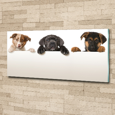 Plexiglas schilderij Drie puppy's