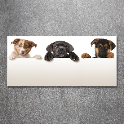 Plexiglas schilderij Drie puppy's