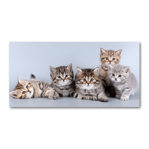 Plexiglas foto Vijf katten