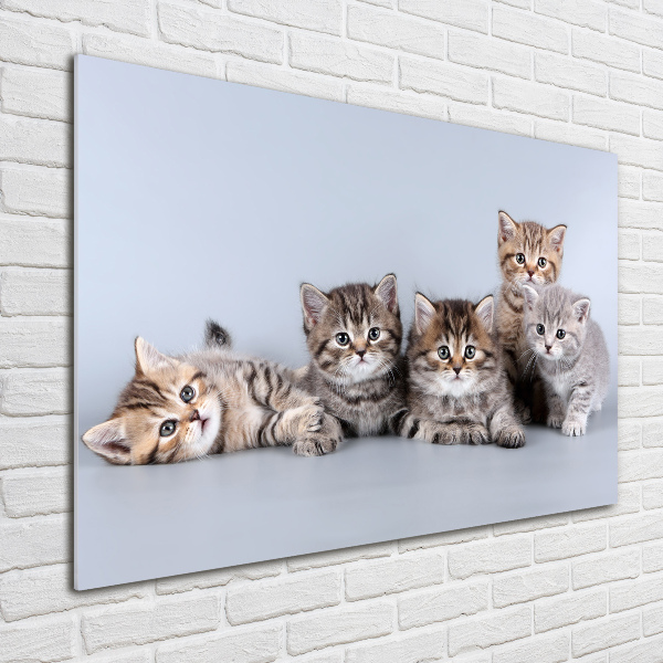 Plexiglas foto Vijf katten