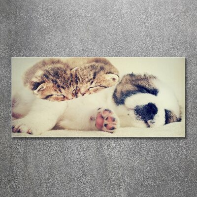 Foto in plexiglas Twee katten en een hond