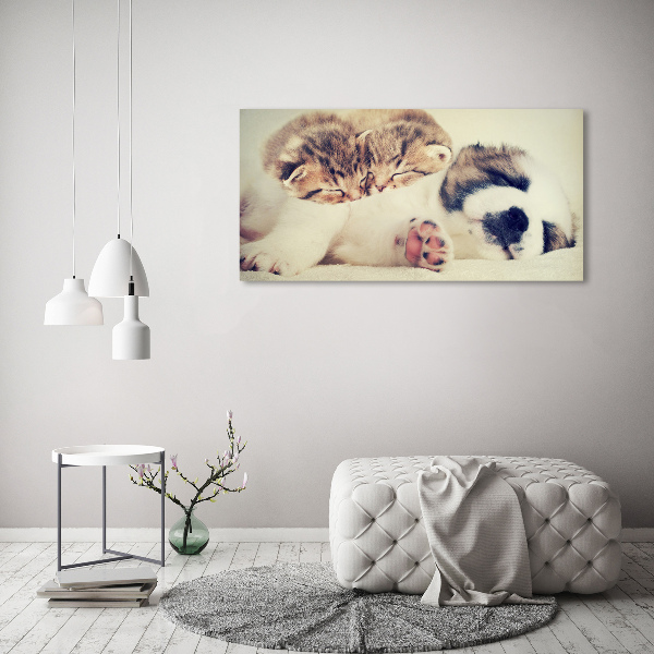 Foto in plexiglas Twee katten en een hond