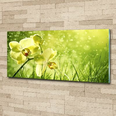 Plexiglas schilderij Orchidee