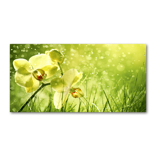 Plexiglas schilderij Orchidee