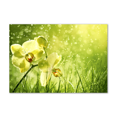 Plexiglas schilderij Orchidee