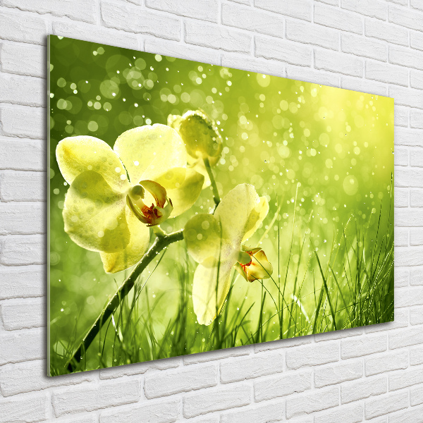 Plexiglas schilderij Orchidee