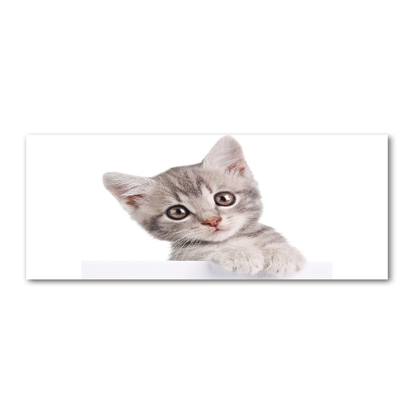 Foto plexiglas Grijze kat