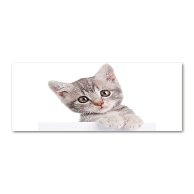 Foto plexiglas Grijze kat