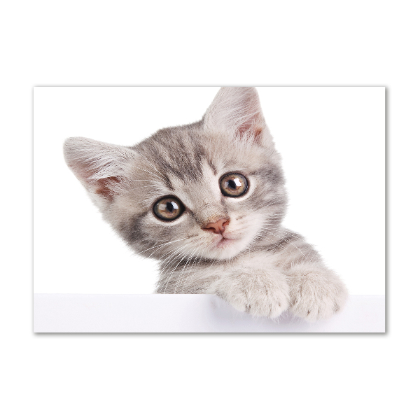 Foto plexiglas Grijze kat