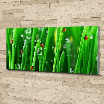Schilderij op acrylglas Lieveheersbeestjes op het gras