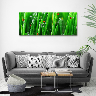 Schilderij op acrylglas Lieveheersbeestjes op het gras