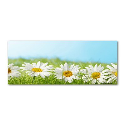 Plexiglas schilderij Madeliefjes