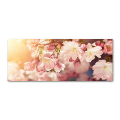 Plexiglas foto Kersenbloesems