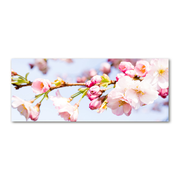 Foto plexiglas Kersenbloesems