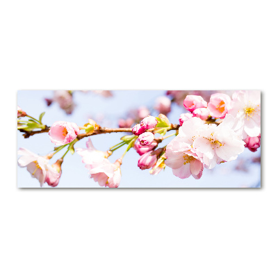 Foto plexiglas Kersenbloesems