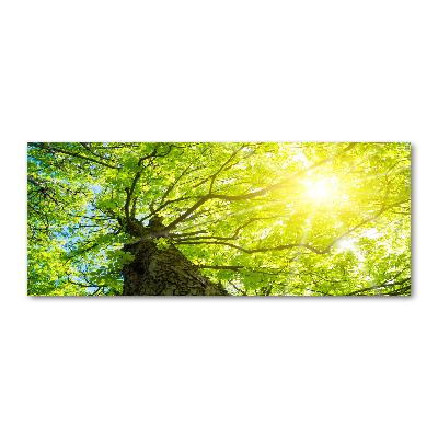 Foto op plexiglas Kastanje in de lente