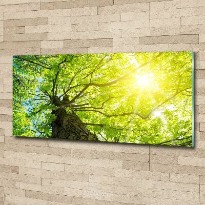 Foto op plexiglas Kastanje in de lente