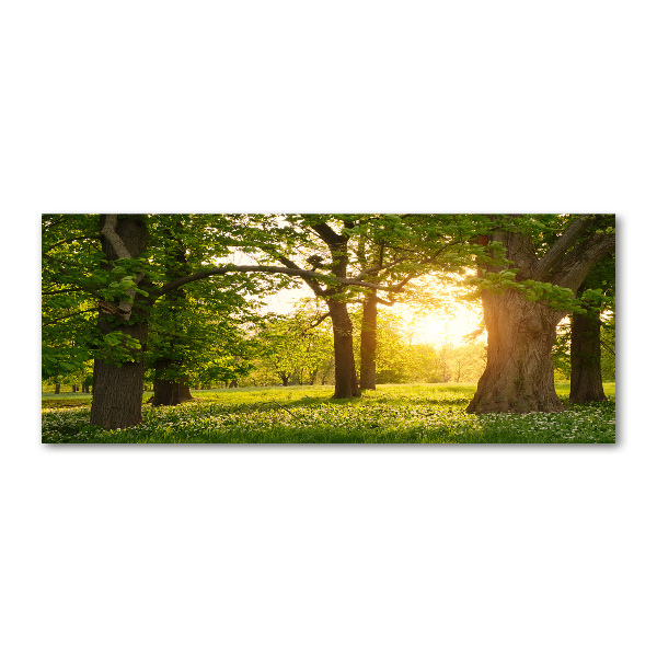 Foto in plexiglas Bomen in het park
