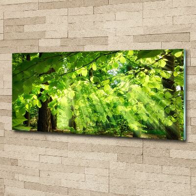 Foto op plexiglas Beukenbladeren