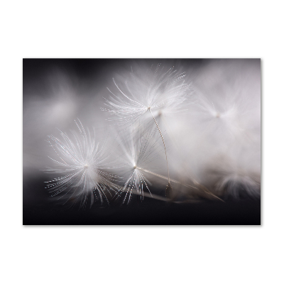 Plexiglas schilderij Paardenbloemzaden