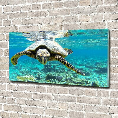 Plexiglas schilderij Zeeschildpad