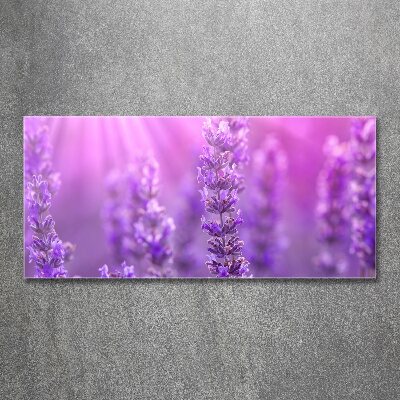 Foto plexiglas Lavendel