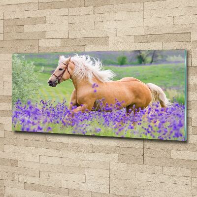 Foto plexiglas Een paard in een lavendelveld